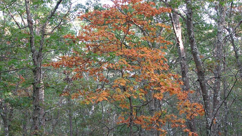 2008-10-08_Francis_Carter_Preserve 054.jpg